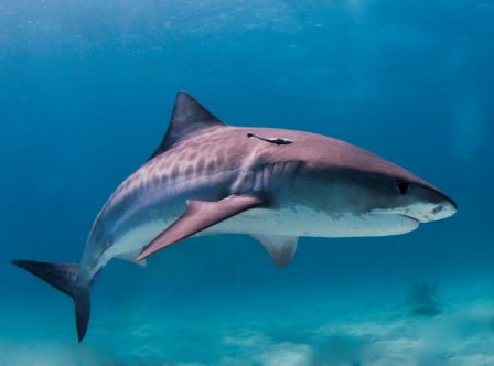 Мифы про акул