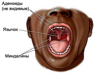 лишние органы в организме человека